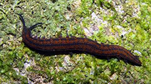 Velvet worm, Onychophora